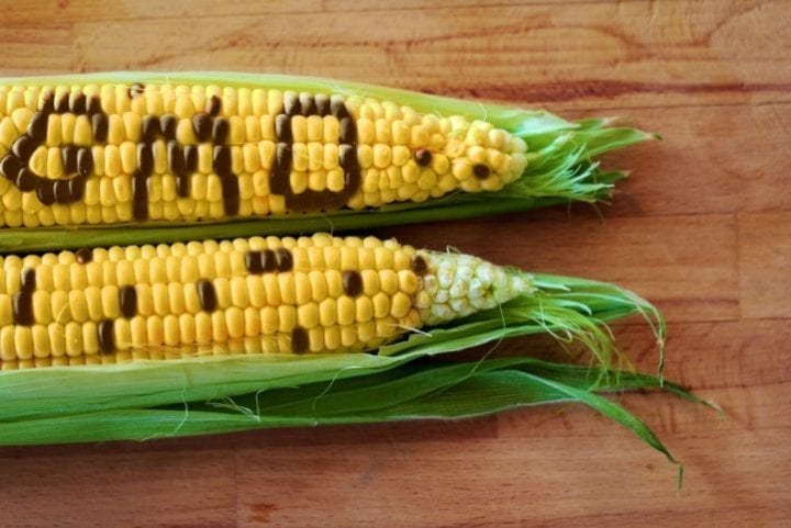 réglementation européenne OGM