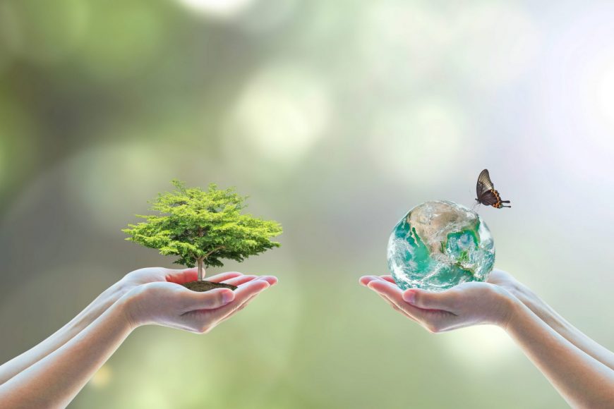 Écologie et environnement : quelles différences ?