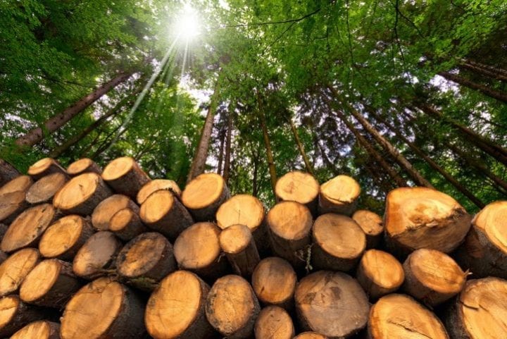 Le bois-énergie, un marché en expansion
