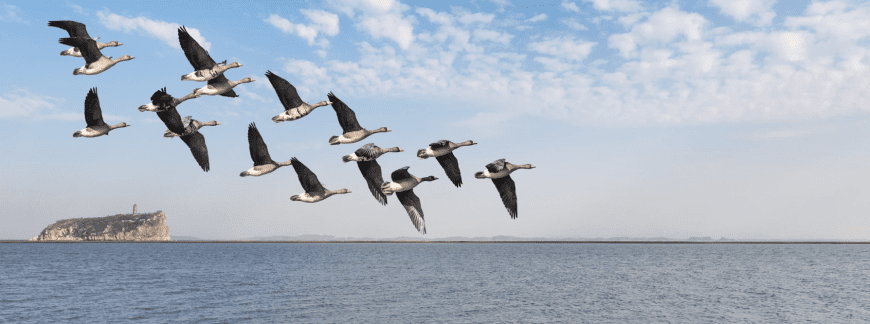 La dure vie des oiseaux migrateurs à l’arrivée de l’automne