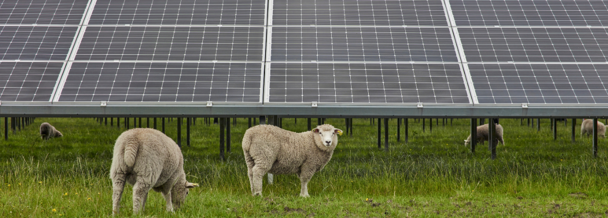 La agrivoltaica demuestra con 1.700 ovejas que renovables y ganadería pueden convivir