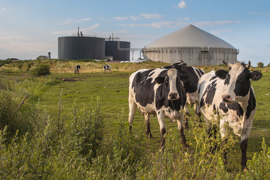 Cows in a field in front of a bio gas facility