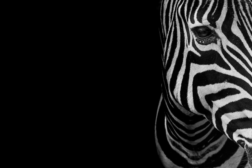Close-up portrait picture of a zebra