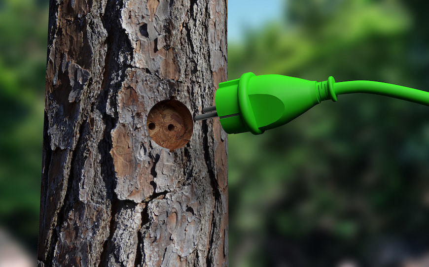 A green power cord being plugged directly into a tree.