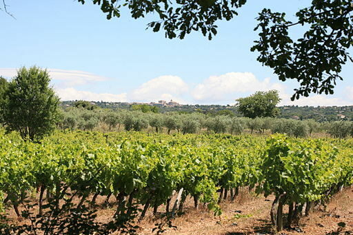 The Quinta da Côrte, where nature meets luxury