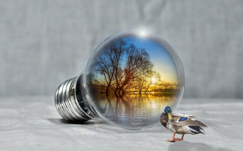 light bulb with bird