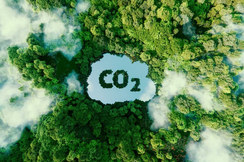 CO2 Regenwald