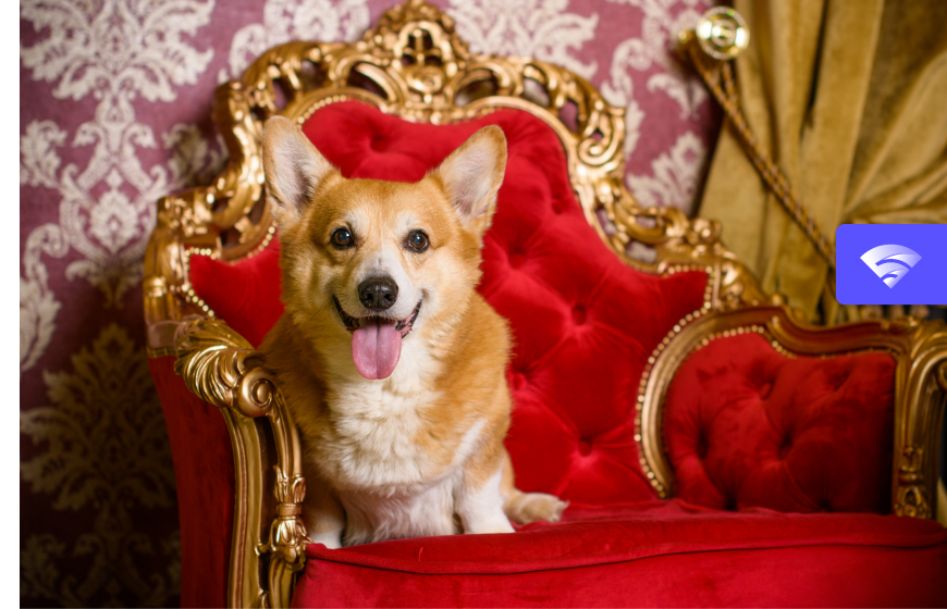 How the Queen Found Love with Corgis - What Happens with them Now?