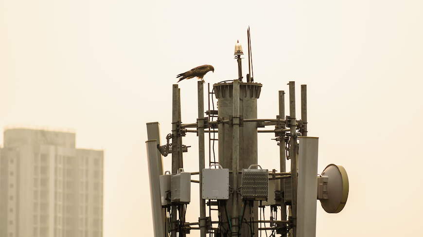 Eagle on a telecom tower in India