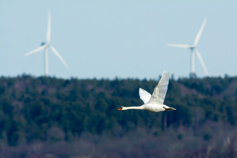 Éoliennes : aux Pays-Bas, les oiseaux sont rois